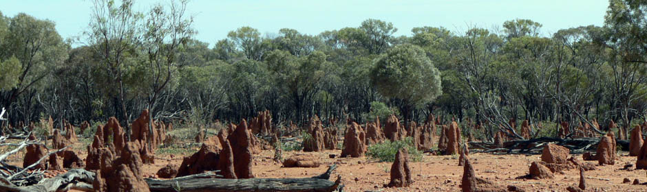 Acacia Shrubland, Mount Isa